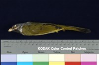 藏品(白環鸚嘴鵯)的圖片